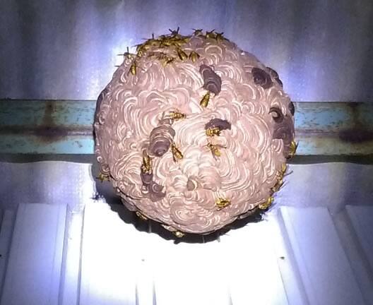 スズメバチの巣駆除高所軒下